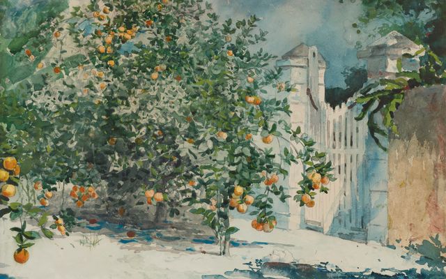 Orange Tree