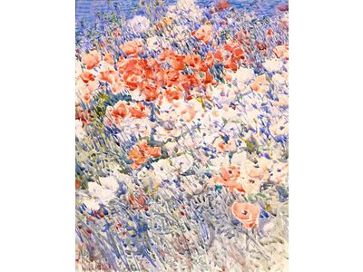 Poppy Blooms