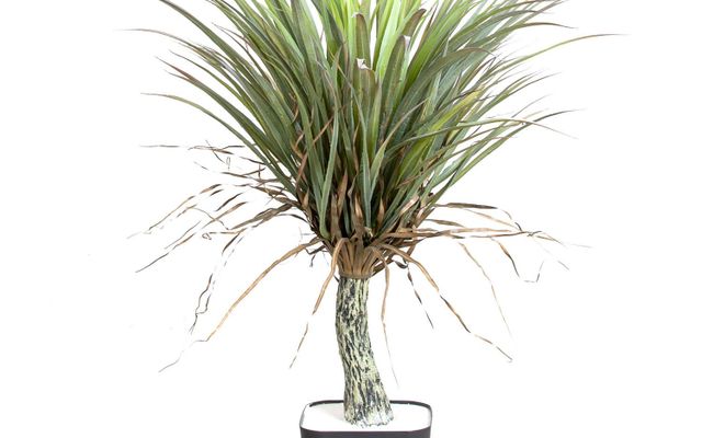 Yucca Ağacı