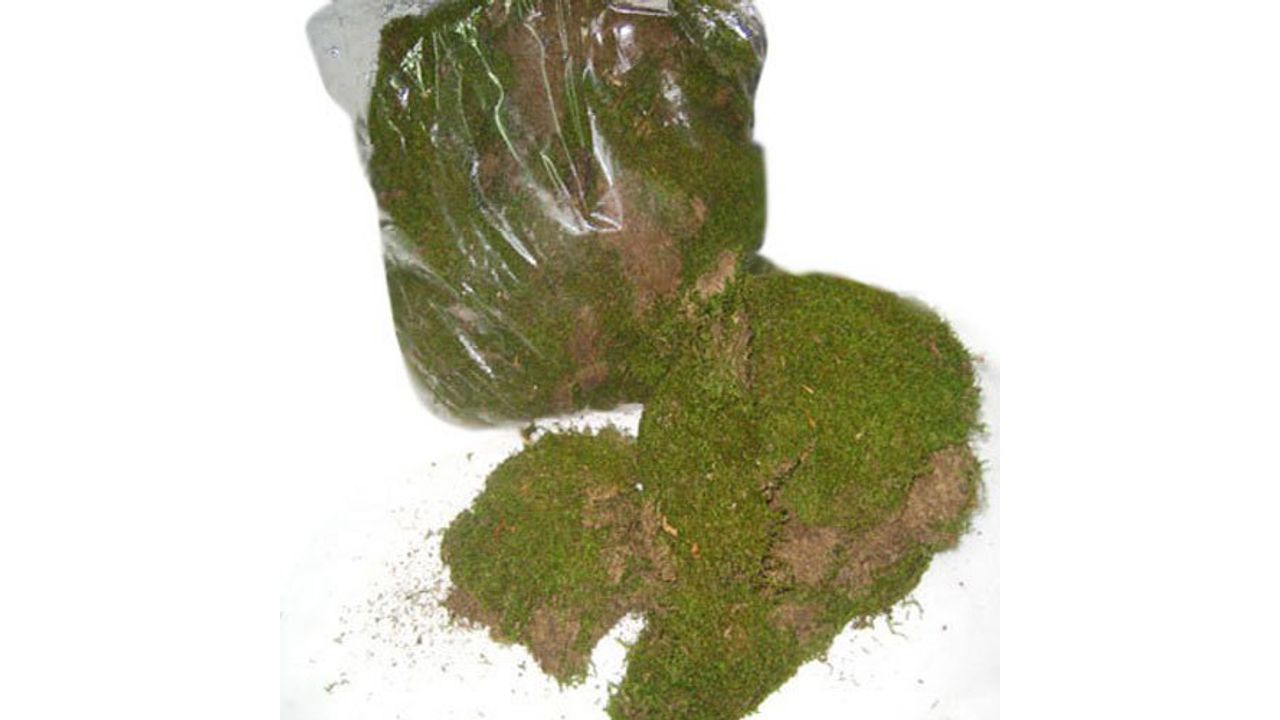 Kuru Bitki Yosun